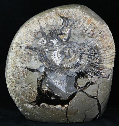 Large Ammonite Fossil In Septarian Nodule - Madagascar #31830